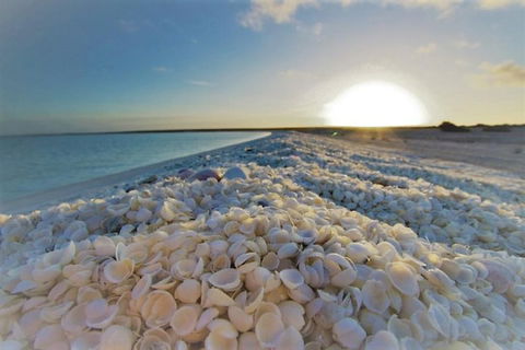 Monkey Mia Dolphins & Shark Bay Air Tour From Perth - Attractions Sydney 3