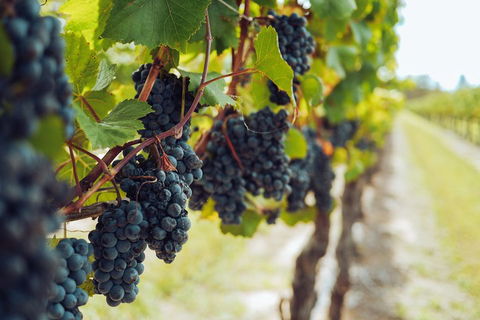 Yarra Valley 2-6 Guests With Lunch And Gin Tasting At Four Pillars - Attractions Sydney 1