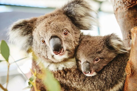 Full-Day Pinnacles Desert And Yanchep National Park Tour From Perth - Attractions Sydney 5