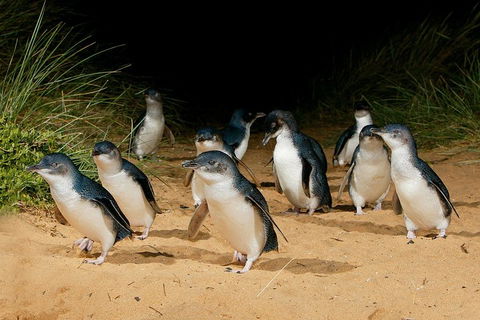 Small Group - Phillip Island Hike & Penguin Parade Day Tour From Melbourne - Attractions Sydney 1