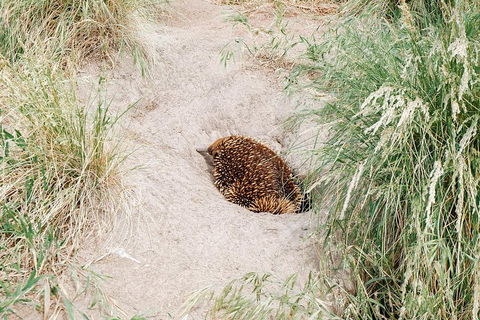 Small Group - Phillip Island Hike & Penguin Parade Day Tour From Melbourne - Attractions Sydney 3