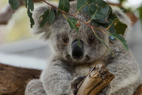 Small Group - Phillip Island Hike & Penguin Parade Day Tour From Melbourne - Attractions Sydney 4
