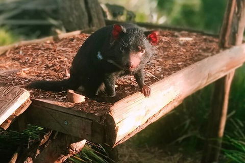 Bonorong Wildlife Park And Richmond Afternoon Tour From Hobart - Attractions Sydney 4