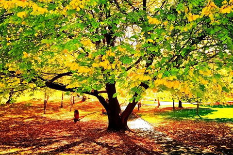 Hobart Half-Day Sightseeing Coach Tram Tour - Attractions Sydney 3