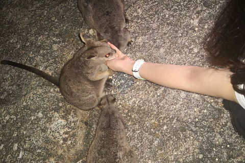 Private Tour To Paronella Park, Historic Village Herberton And Wild Life Wallaby - Attractions Sydney 4