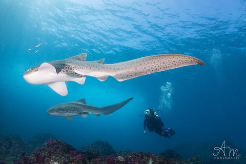 3-Hour Byron Bay Certified Scuba Diving Tour - Attractions Sydney 3