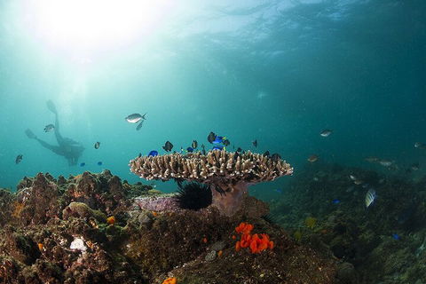 3-Hour Byron Bay Certified Scuba Diving Tour - Attractions Sydney 4