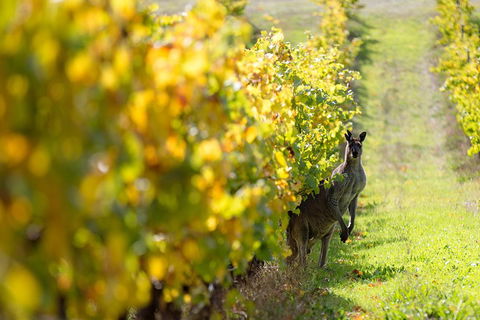 Margaret River 3 Day Escape - Attractions Sydney 4