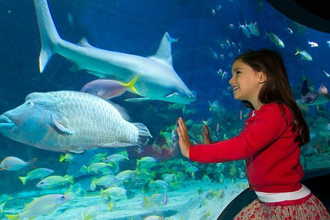 Melbourne BIG Ticket - LEGOLAND Discovery And SEA LIFE Melbourne - Attractions Sydney 1