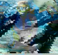 Shark Dive Experience at SEA LIFE Melbourne Aquarium - Attractions Sydney