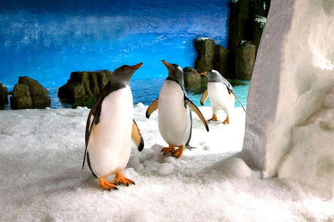 Penguin Passport At SEA LIFE Melbourne Aquarium - Attractions Sydney 1