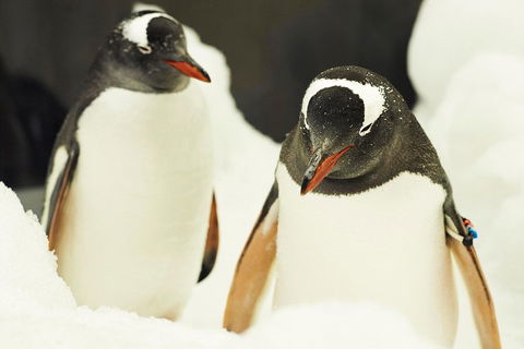 Penguin Passport At SEA LIFE Melbourne Aquarium - Attractions Sydney 2