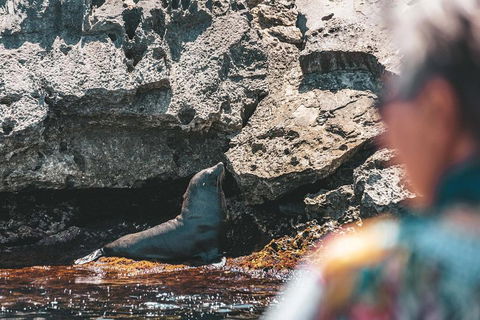 Adventure Rottnest Tour With Ferry & Adventure Cruise From Perth Or Fremantle - Attractions Sydney 1