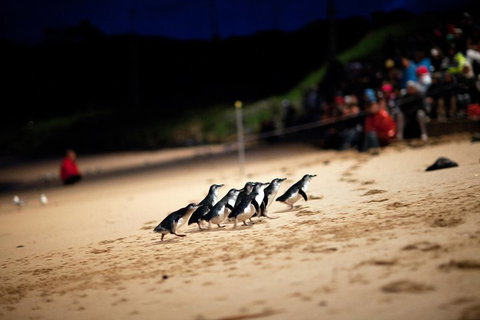 2-Day Great Ocean Road, Mornington Peninsula And Phillip Island Tour - Attractions Sydney 1