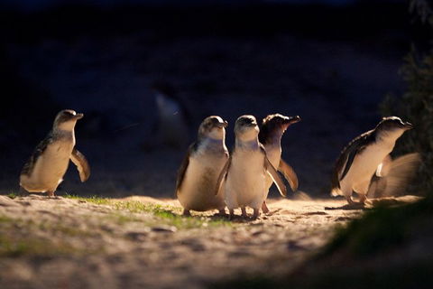 Small-Group Phillip Island Penguin Parade Day Tour From Melbourne - Attractions Sydney 5