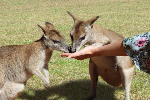 Kuranda Rainforestation & Kuranda Scenic Rail - Attractions Sydney 4