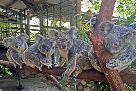 Kuranda Rainforestation & Kuranda Scenic Rail - Attractions Sydney 5