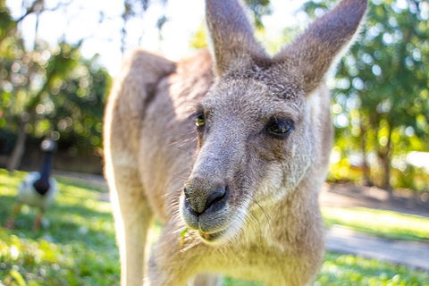 Virtual Interactive Australian Wildlife Tour With Private Guide-Wildlife Habitat - Attractions Sydney 2