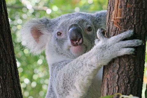 Virtual Interactive Australian Wildlife Tour With Private Guide-Wildlife Habitat - Attractions Sydney 3