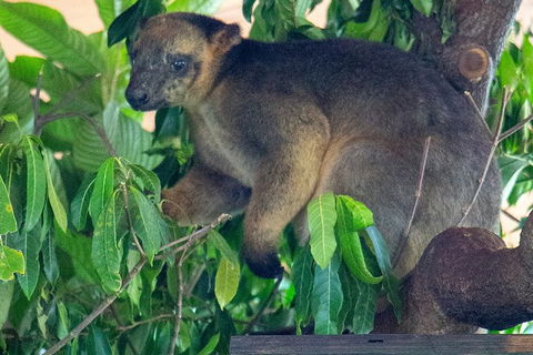 Virtual Interactive Australian Wildlife Tour With Private Guide-Wildlife Habitat - Attractions Sydney 4