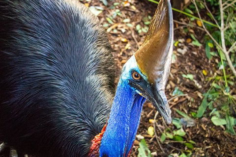Virtual Interactive Australian Wildlife Tour With Private Guide-Wildlife Habitat - Attractions Sydney 5