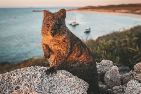 Rottnest Island Roundtrip Fast Ferry From Hillarys Boat Harbour - Attractions Sydney 5