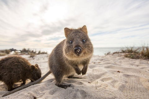 Rottnest Bayseeker Bus Tour From Hillarys Boat Harbour - Attractions Sydney 1