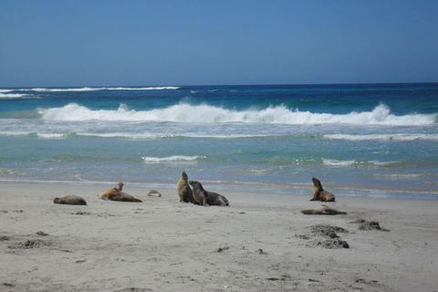 Kangaroo Island In A Day Tour From Adelaide - Attractions Sydney 1