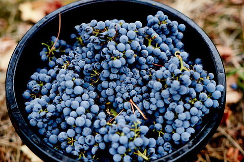 Melbourne City Tour And Half Day Yarra Valley In One Day - Attractions Sydney 4