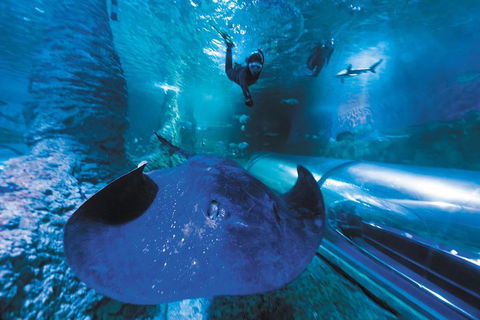 Snorkel With Sharks At AQWA - Attractions Sydney 0