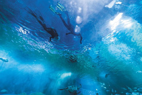 Snorkel With Sharks At AQWA - Attractions Sydney 1