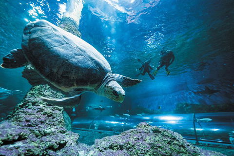 Snorkel With Sharks At AQWA - Attractions Sydney 4