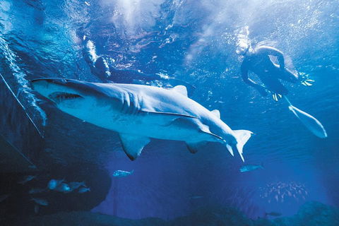 Snorkel With Sharks At AQWA - Attractions Sydney 5