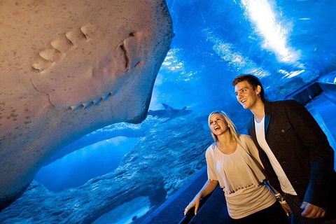 Dive With Sharks At AQWA - Attractions Sydney 0