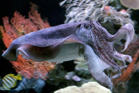 Dive With Sharks At AQWA - Attractions Sydney 1