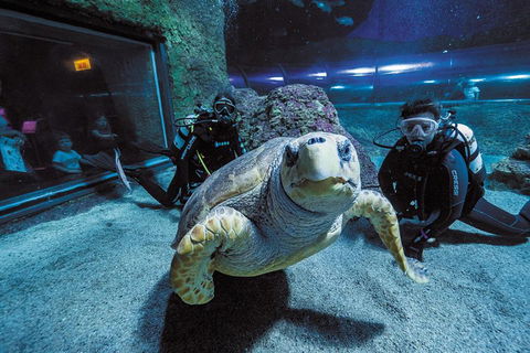 Dive With Sharks At AQWA - Attractions Sydney 2