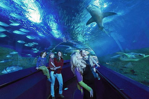 Dive With Sharks At AQWA - Attractions Sydney 5