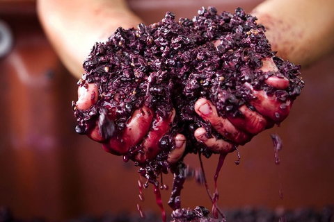 CHEVY CONVERTIBLE Package For 4 -Wine Lunch Cheese & Chocolate From Yarra Valley - Attractions Sydney 5