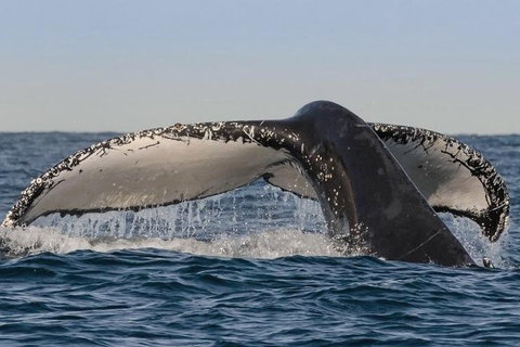 Sydney Whale-Watching Cruise Including Lunch Or Breakfast - Attractions Sydney 0