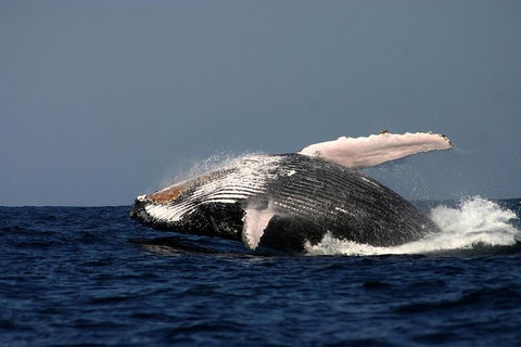 Sydney Whale-Watching Cruise Including Lunch Or Breakfast - Attractions Sydney 1