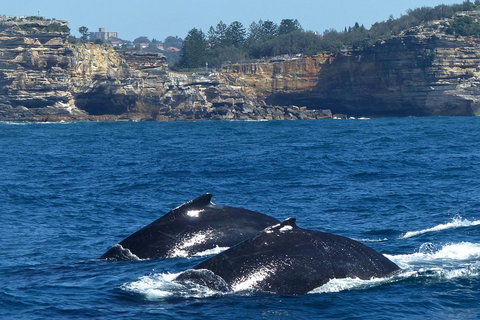 Sydney Whale-Watching Cruise Including Lunch Or Breakfast - Attractions Sydney 2