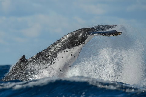 Sydney Whale-Watching Cruise Including Lunch Or Breakfast - Attractions Sydney 4