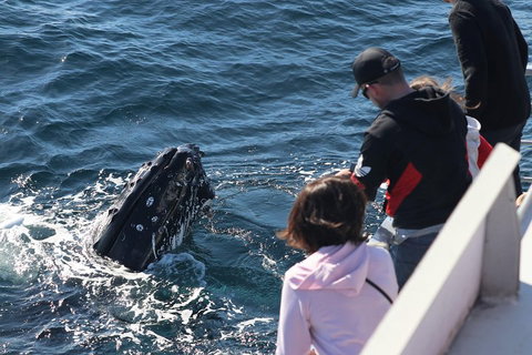 Sydney Whale-Watching Cruise Including Lunch Or Breakfast - Attractions Sydney 5