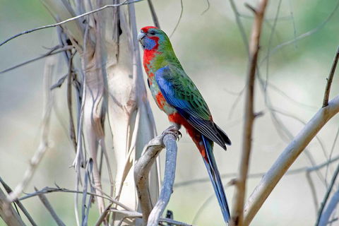 Wild Australian Wildlife 4WD Tour From Sydney - Attractions Sydney 5