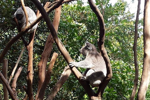 Small-Group Blue Mountains Tour With Bush Walks And Featherdale Wildlife Park - Attractions Sydney 5