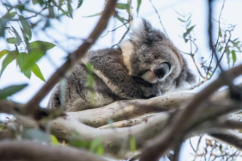 Great Ocean Road And Grampians 2 Day Short Break Escape From Melbourne - Attractions Sydney 2