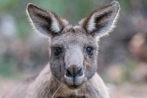 Great Ocean Road And Grampians 2 Day Short Break Escape From Melbourne - Attractions Sydney 4