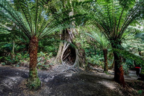 Adelaide To Melbourne 3-Day Trip Through Grampians And Great Ocean Road - Attractions Sydney 0