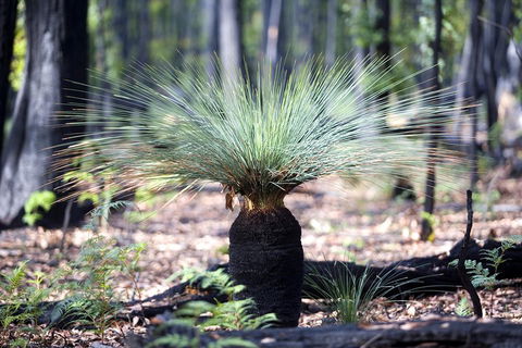Adelaide To Melbourne 3-Day Trip Through Grampians And Great Ocean Road - Attractions Sydney 4