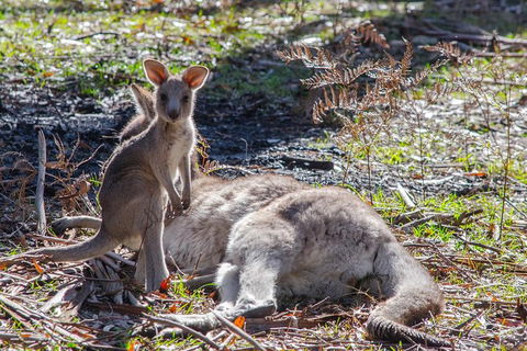 Adelaide To Melbourne 3-Day Trip Through Grampians And Great Ocean Road - Attractions Sydney 5